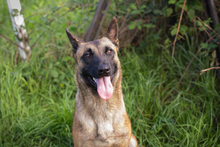 MALAIKA, Hund, Mischlingshund in Kroatien - Bild 4