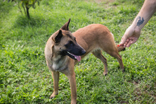 MALAIKA, Hund, Mischlingshund in Kroatien - Bild 7