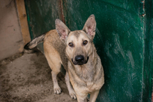 GRINDER, Hund, Mischlingshund in Kroatien - Bild 1