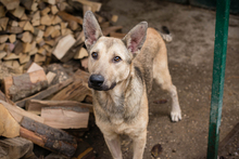 GRINDER, Hund, Mischlingshund in Kroatien - Bild 2