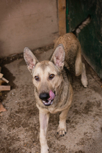 GRINDER, Hund, Mischlingshund in Kroatien - Bild 3