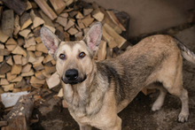 GRINDER, Hund, Mischlingshund in Kroatien - Bild 4