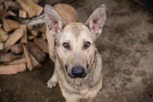 GRINDER, Hund, Mischlingshund in Kroatien - Bild 5