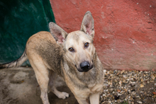 GRINDER, Hund, Mischlingshund in Kroatien - Bild 6