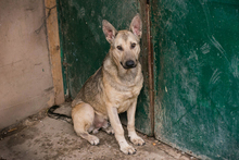 GRINDER, Hund, Mischlingshund in Kroatien - Bild 7