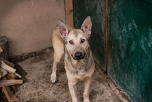 GRINDER, Hund, Mischlingshund in Kroatien - Bild 8