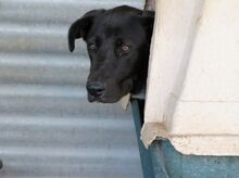 ASTERIX, Hund, Mischlingshund in Spanien - Bild 4