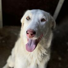 ELIA, Hund, Mastin Español-Labrador-Mix in Spanien - Bild 1