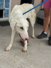 ELIA, Hund, Mastin Español-Labrador-Mix in Spanien - Bild 6