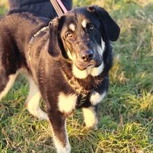 HALLIE, Hund, Mastin Español-Mix in Rosbach - Bild 1