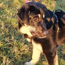 HALLIE, Hund, Mastin Español-Mix in Rosbach - Bild 2