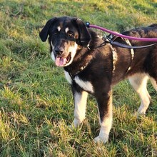 HALLIE, Hund, Mastin Español-Mix in Rosbach - Bild 3