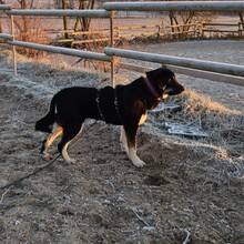 HALLIE, Hund, Mastin Español-Mix in Rosbach - Bild 4