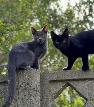 MATY, Katze, Europäisch Kurzhaar in Berlin