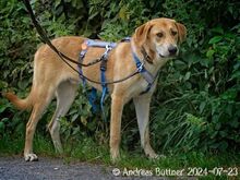 CHICO, Hund, Deutscher Schäferhund-Mix in Egelsbach - Bild 1