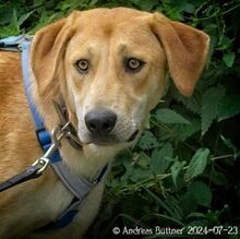 CHICO, Hund, Deutscher Schäferhund-Mix in Egelsbach - Bild 2