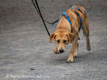 CHICO, Hund, Deutscher Schäferhund-Mix in Egelsbach - Bild 3