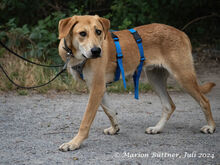 CHICO, Hund, Deutscher Schäferhund-Mix in Egelsbach - Bild 4