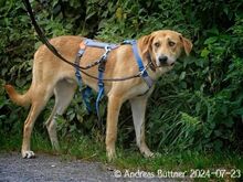 CHICO, Hund, Deutscher Schäferhund-Mix in Egelsbach - Bild 6