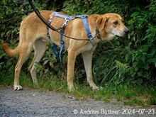 CHICO, Hund, Deutscher Schäferhund-Mix in Egelsbach - Bild 7