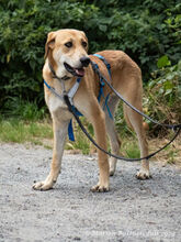 CHICO, Hund, Deutscher Schäferhund-Mix in Egelsbach - Bild 8