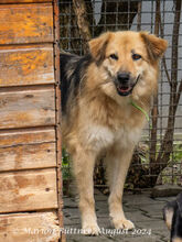 DENISA, Hund, Deutscher Schäferhund-Mix in Egelsbach - Bild 2