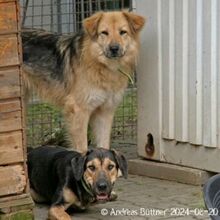 DENISA, Hund, Deutscher Schäferhund-Mix in Egelsbach - Bild 3