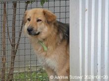 DENISA, Hund, Deutscher Schäferhund-Mix in Egelsbach - Bild 4