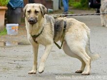 CHEPI, Hund, Deutscher Schäferhund-Mix in Egelsbach - Bild 2