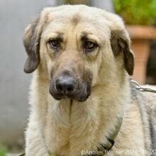 CHEPI, Hund, Deutscher Schäferhund-Mix in Egelsbach - Bild 3