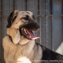 CHEPI, Hund, Deutscher Schäferhund-Mix in Egelsbach - Bild 5