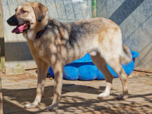 CHEPI, Hund, Deutscher Schäferhund-Mix in Egelsbach - Bild 6