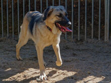 CHEPI, Hund, Deutscher Schäferhund-Mix in Egelsbach - Bild 7