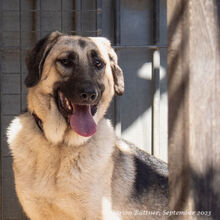 CHEPI, Hund, Deutscher Schäferhund-Mix in Egelsbach - Bild 8