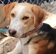 KARLI, Hund, Mischlingshund in Wettenberg