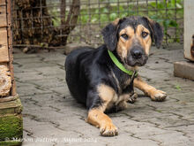 MARA, Hund, Deutscher Schäferhund-Bracke-Mix in Egelsbach - Bild 1