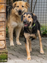 MARA, Hund, Deutscher Schäferhund-Bracke-Mix in Egelsbach - Bild 2