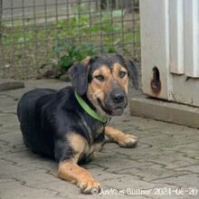 MARA, Hund, Deutscher Schäferhund-Bracke-Mix in Egelsbach - Bild 3