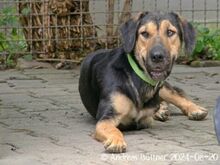 MARA, Hund, Deutscher Schäferhund-Bracke-Mix in Egelsbach - Bild 4