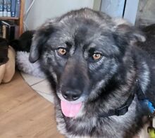 ANA, Hund, Mischlingshund in Maßbach - Bild 1