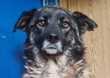 ANA, Hund, Mischlingshund in Maßbach - Bild 10