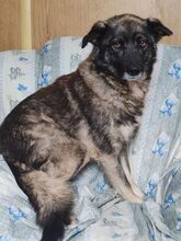 ANA, Hund, Mischlingshund in Maßbach - Bild 12