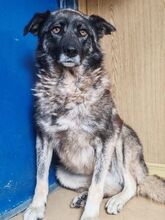 ANA, Hund, Mischlingshund in Maßbach - Bild 13