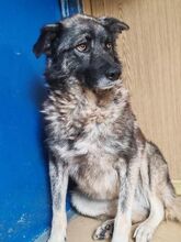 ANA, Hund, Mischlingshund in Maßbach - Bild 15