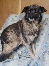 ANA, Hund, Mischlingshund in Maßbach - Bild 16
