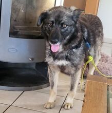 ANA, Hund, Mischlingshund in Maßbach - Bild 2