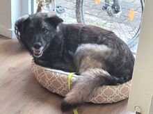ANA, Hund, Mischlingshund in Maßbach - Bild 3
