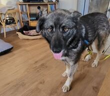 ANA, Hund, Mischlingshund in Maßbach - Bild 4