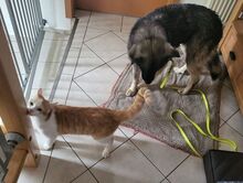 ANA, Hund, Mischlingshund in Maßbach - Bild 6