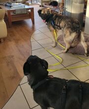 ANA, Hund, Mischlingshund in Maßbach - Bild 7